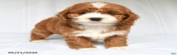 Cockapoo dogs for sale: Jayna - Ad 3