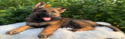 German Shepherd dogs for sale: Storm - Ad 8