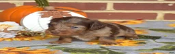 Miniature Dachshund dogs for sale: Truffle - Ad 4