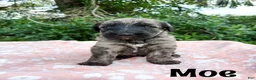 Mixed Breed dogs for sale: Moe - Ad 1