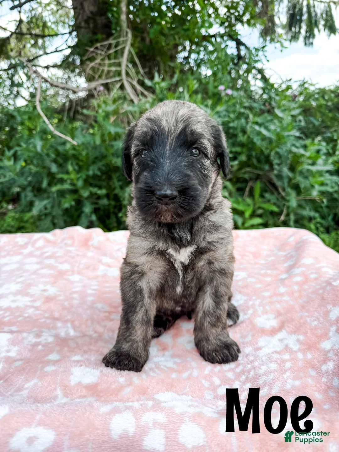 Mixed Breed dogs for sale: Moe - Ad 1