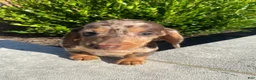 Miniature Dachshund dogs for sale: Otis - Ad 3