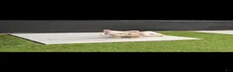 French Bulldog dogs for sale: Split Face - Ad 6