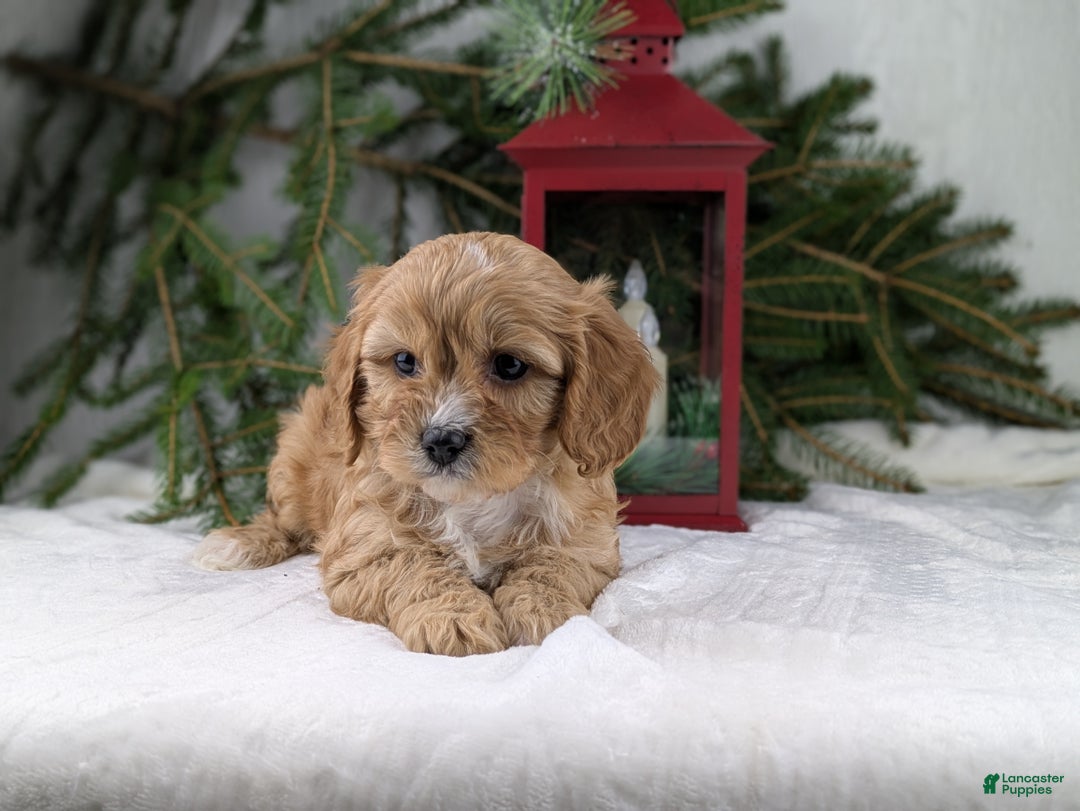 Cavapoo dogs for sale: Winston  - Ad 1