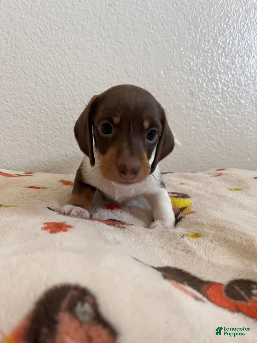 Miniature Dachshund dogs for sale: Rocky - Ad 1