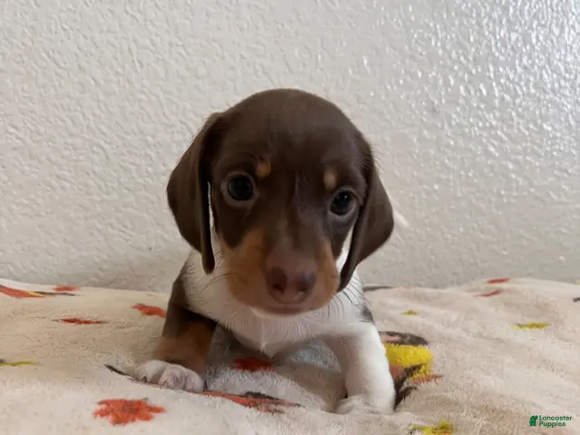 Miniature Dachshund dogs for sale: Rocky - Ad 28