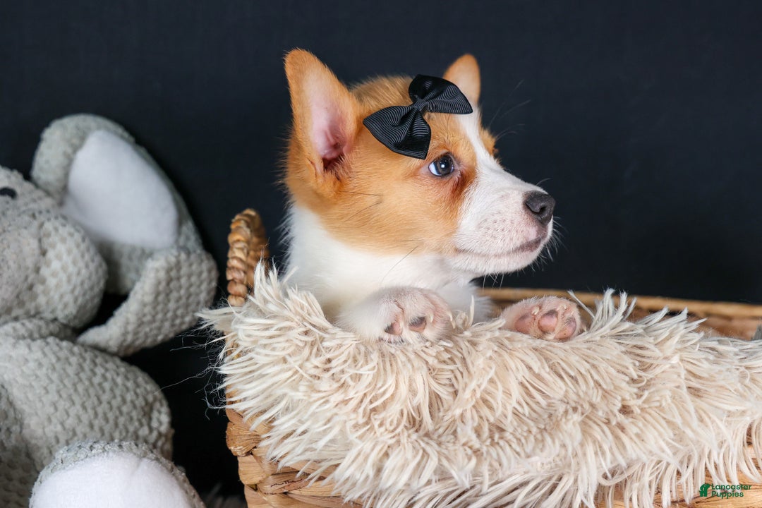 Welsh Corgi Pembroke dogs for sale: Iggy - Ad 9