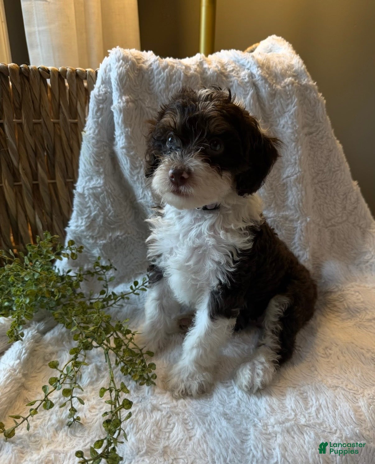 Mini Bernedoodle dogs Ivy - Ad 1