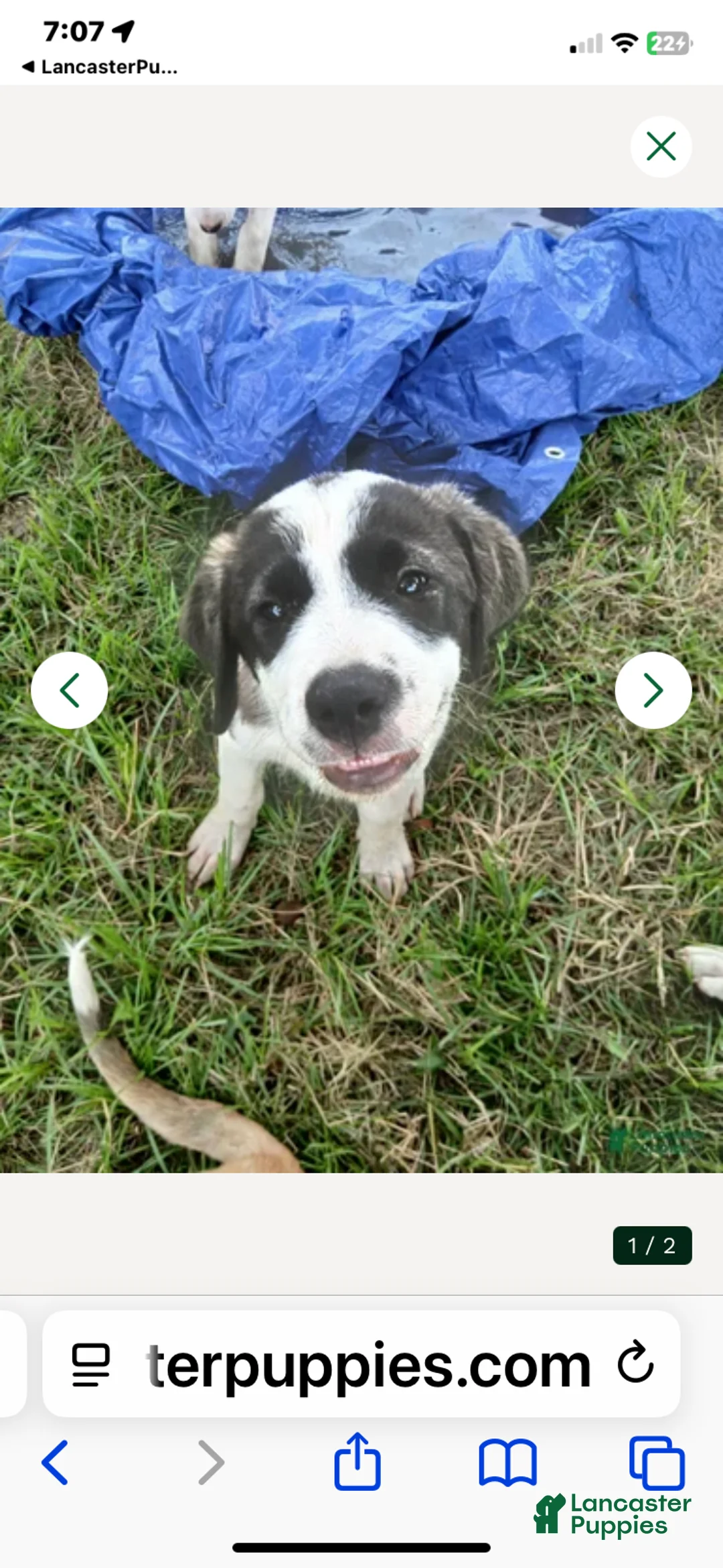 Mixed Breed dogs for sale: Gizmo - Ad 2