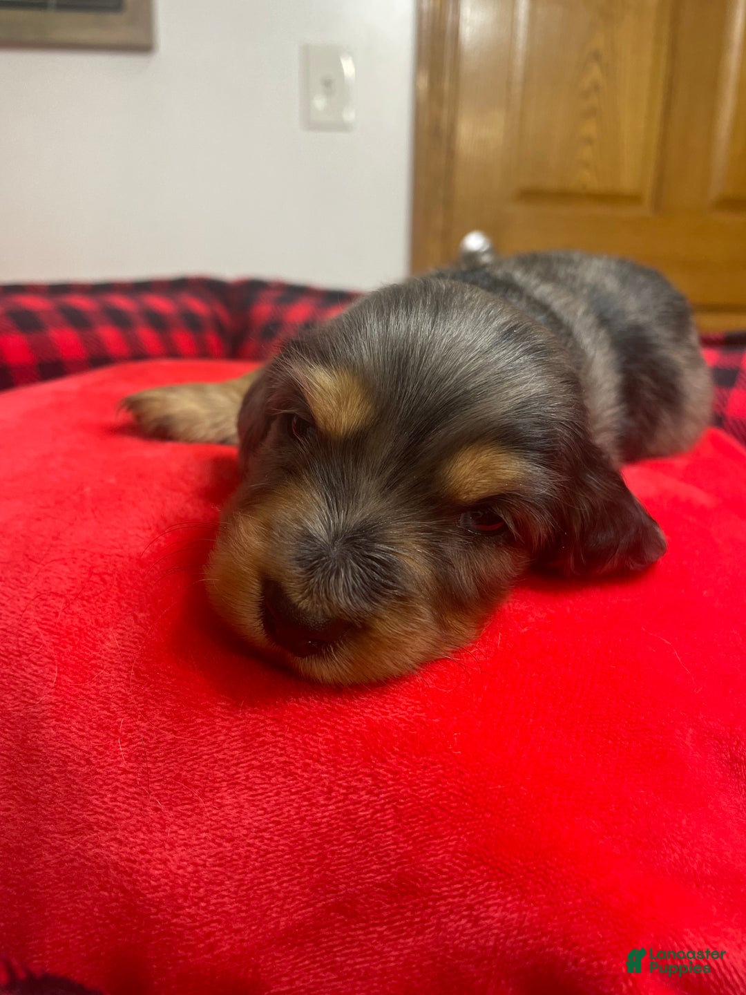Dachshund dogs for sale: Dachshund Puppy 1 - Ad 1