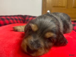 Dachshund dogs Dachshund Puppy 1 - Ad 30