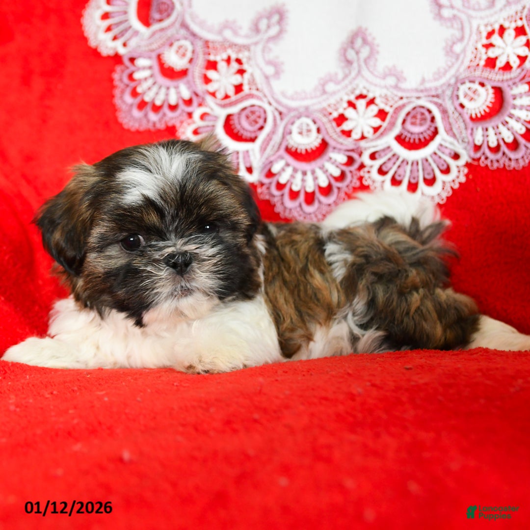 Shih Tzu dogs for sale: Yeti - Ad 3