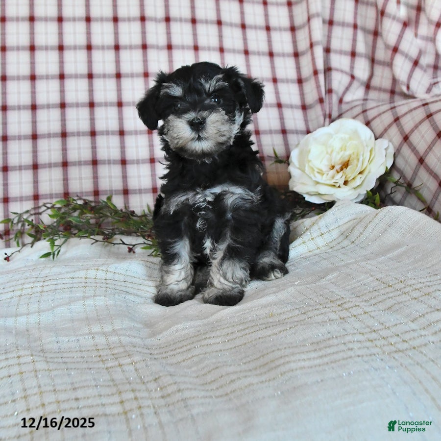 Miniature Schnauzer dogs Bonnie - Ad 11
