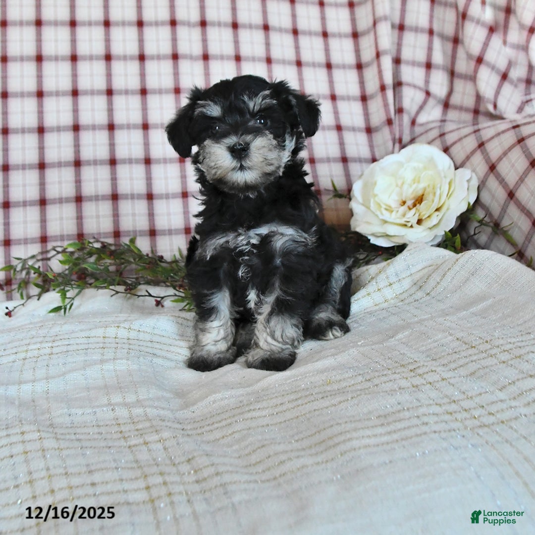 Miniature Schnauzer dogs for sale: Bonnie - Ad 1