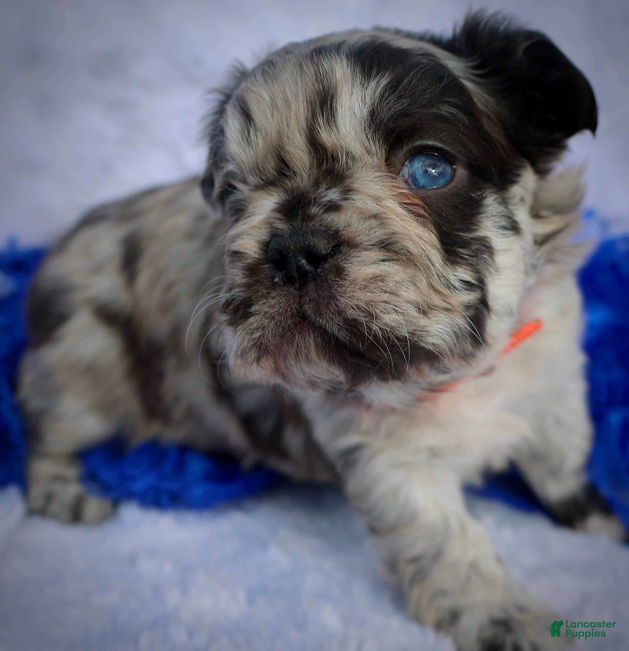 French Bulldog dogs Jojo - Ad 39