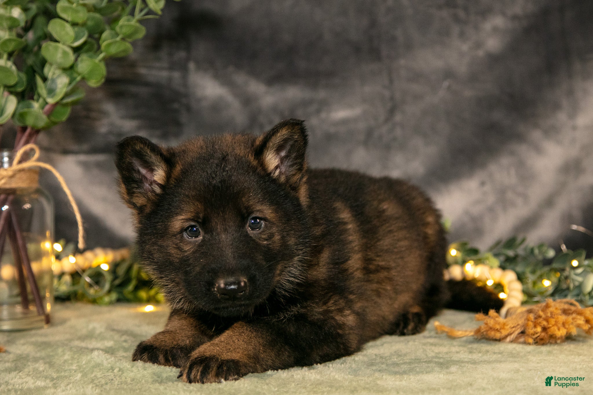 German Shepherd dogs Chase - Ad 2