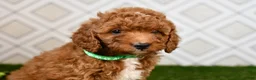 Cavapoo dogs for sale: Rolo - Ad 6
