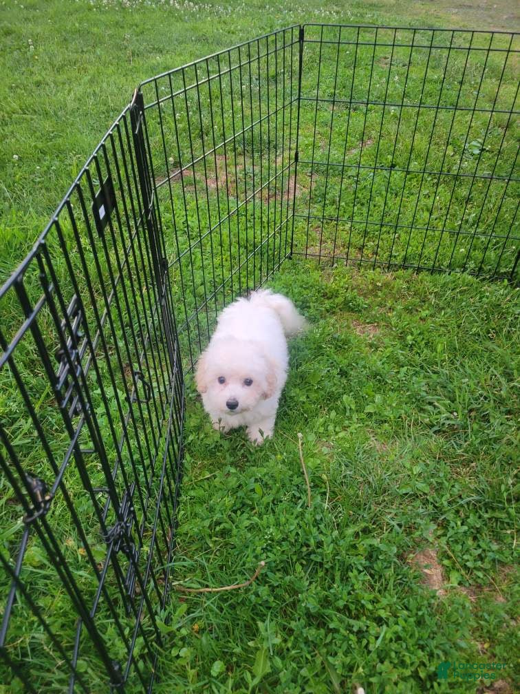 Bichon Frise dogs Archie - Ad 2