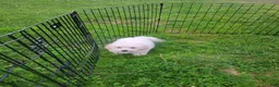 Bichon Frise dogs for sale: Archie - Ad 2