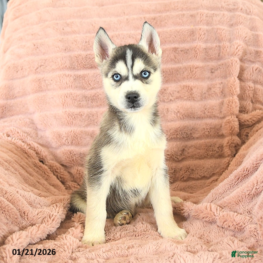 Siberian Husky dogs Rex - Ad 2
