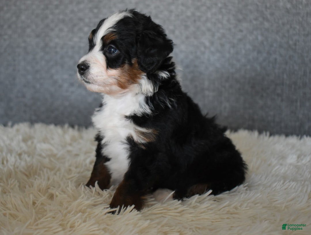 Mini Bernedoodle dogs for sale: Marley  - Ad 2