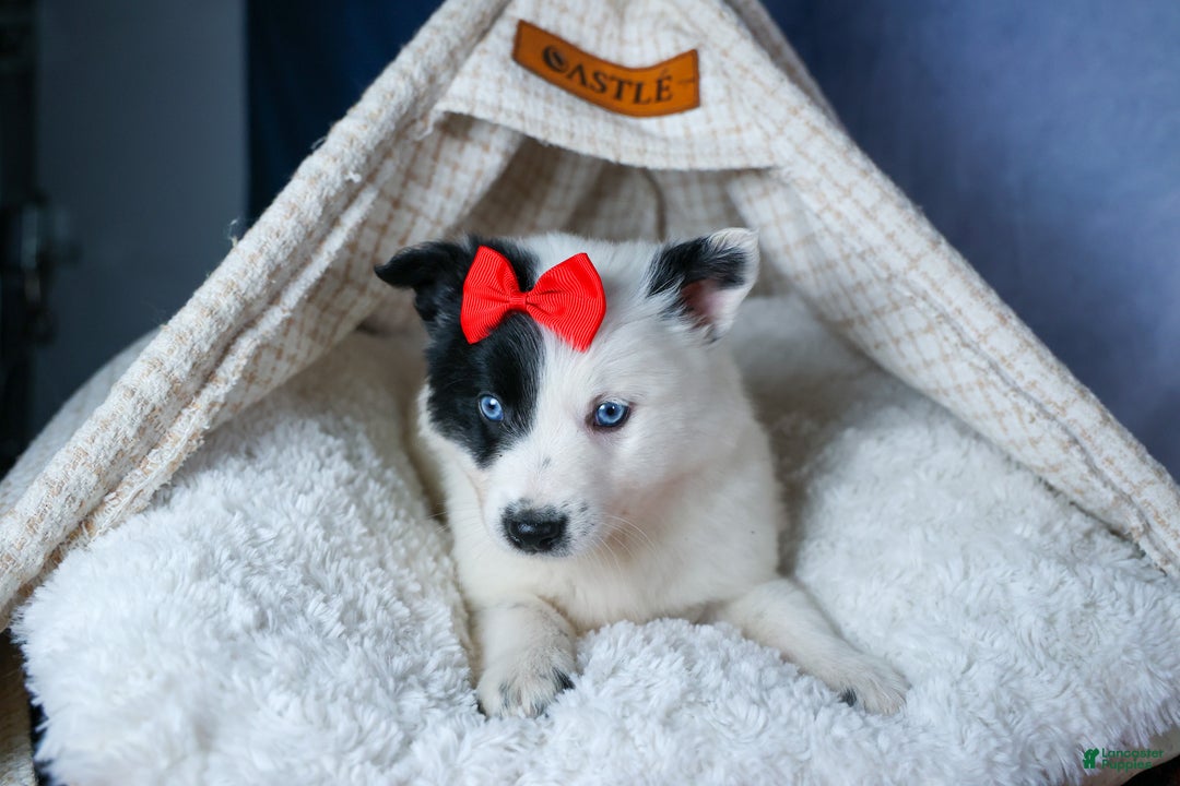 Mixed Breed dogs for sale: DAKOTA - Ad 5