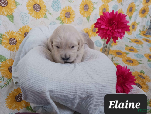 Golden Retriever dogs Elaine - Ad 2