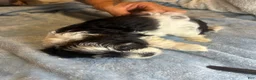 Teddy Bear dogs for sale: Boomer  - Ad 5