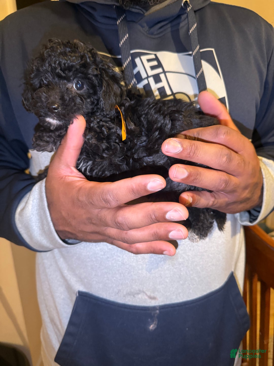 Cavapoo dogs for sale: Moon - Ad 2