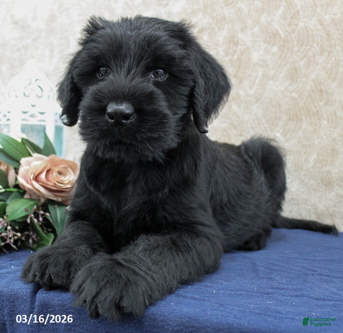 Giant Schnauzer dogs Xavier - Ad 2