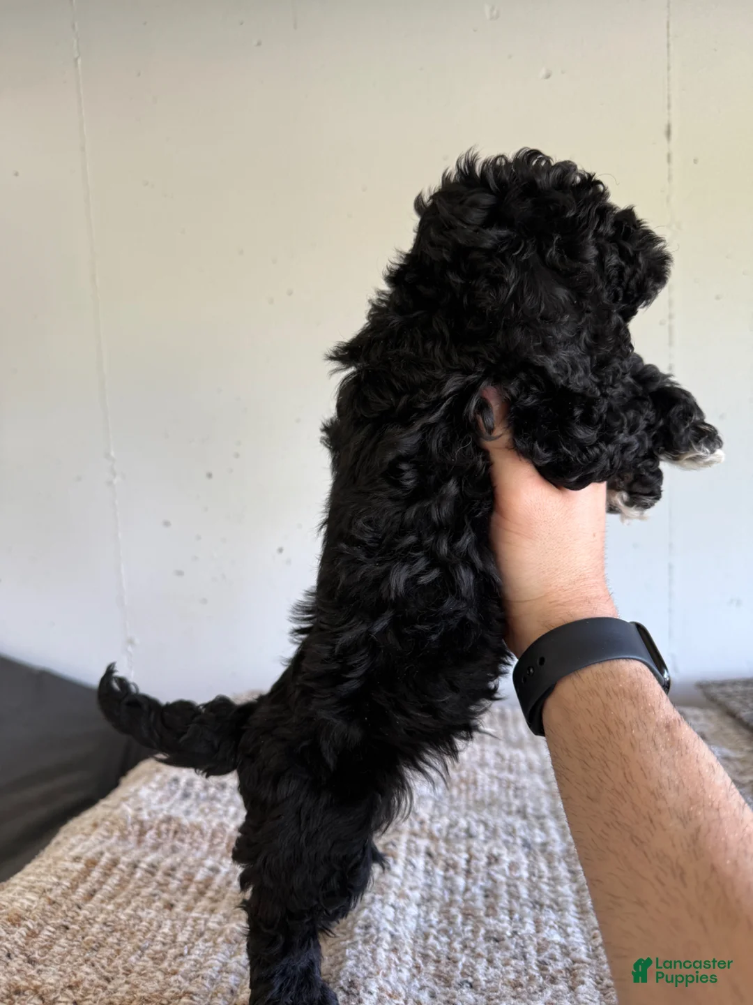 Cockapoo dogs for sale: Thomas  - Ad 2
