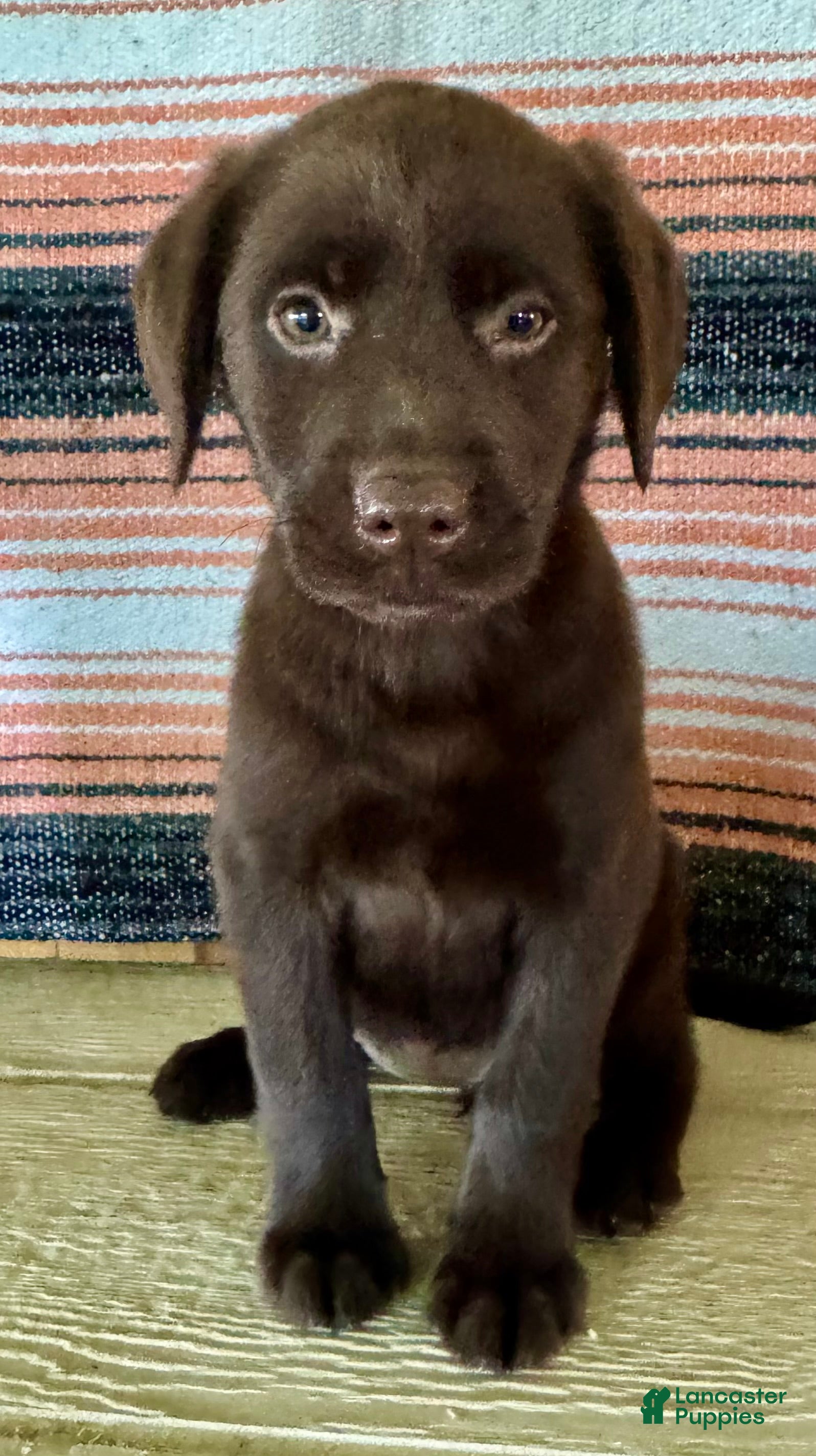 Labrador Retriever dogs Misty - Ad 2
