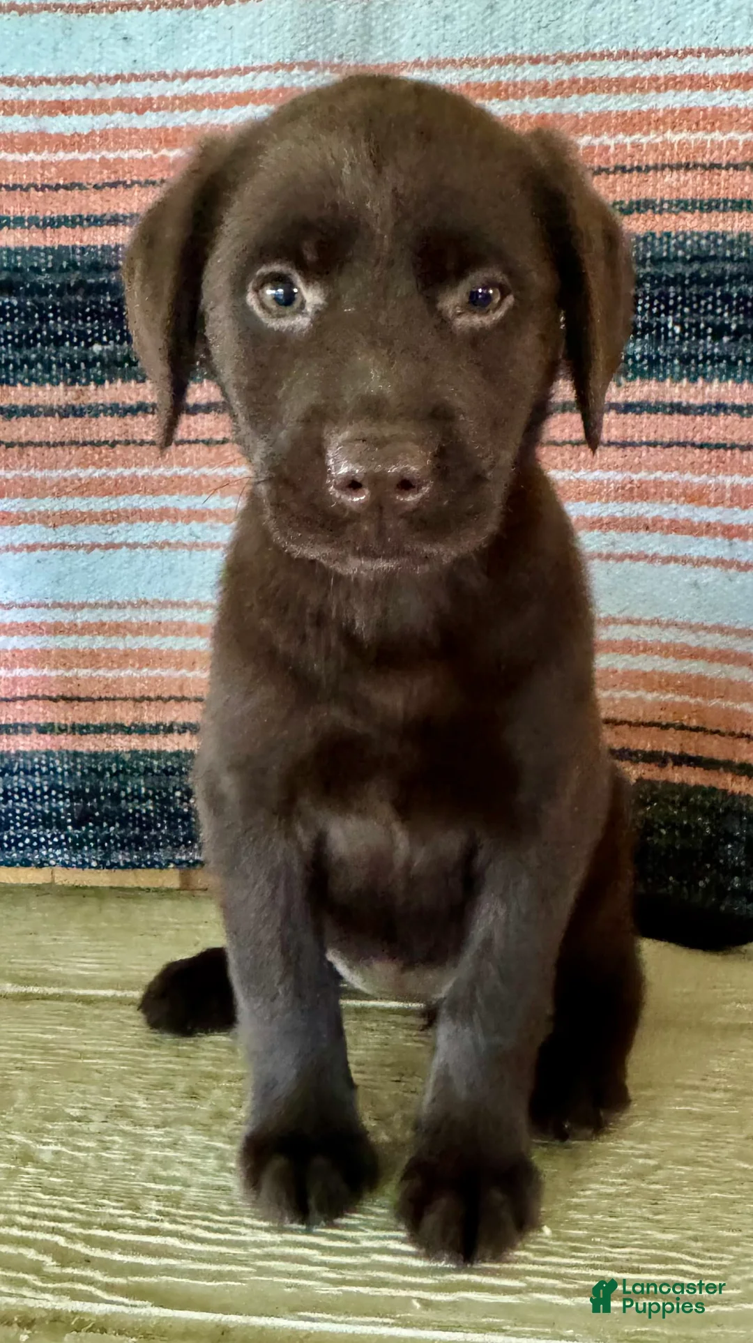 Labrador Retriever dogs for sale: Misty - Ad 2