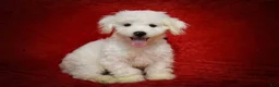 Maltese dogs for sale: Baxter 🐶 - Ad 13