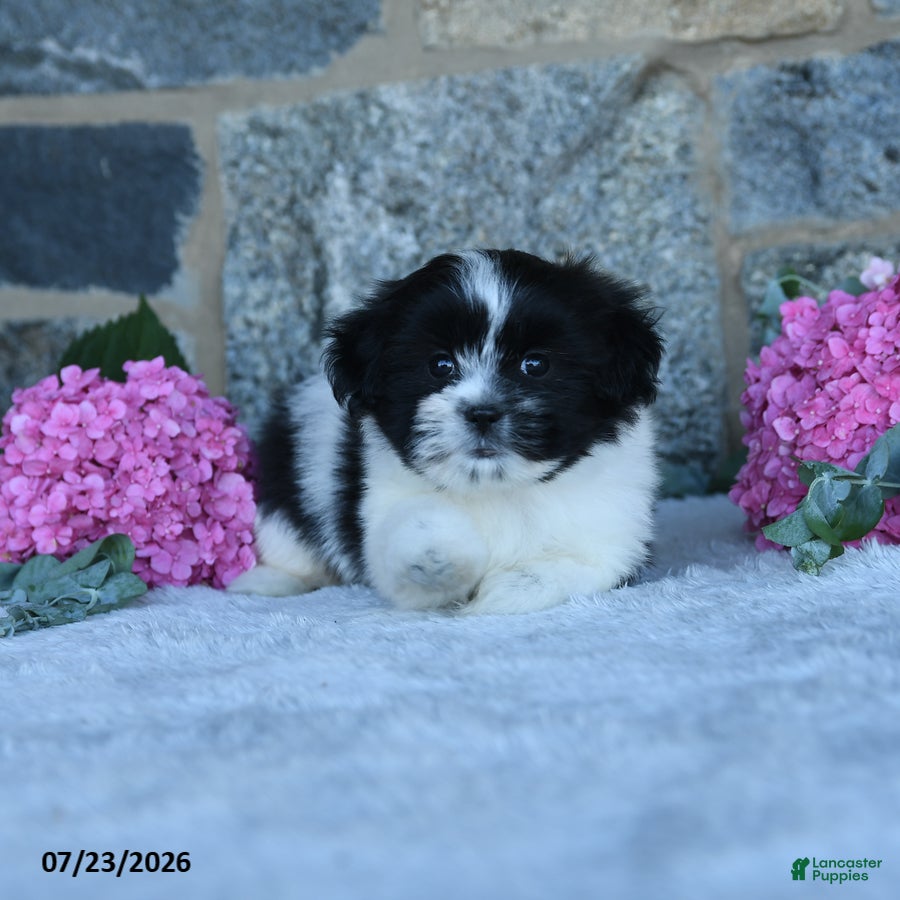 Malshi dogs Trooper - Ad 2