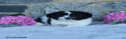 Malshi dogs for sale: Trooper - Ad 2