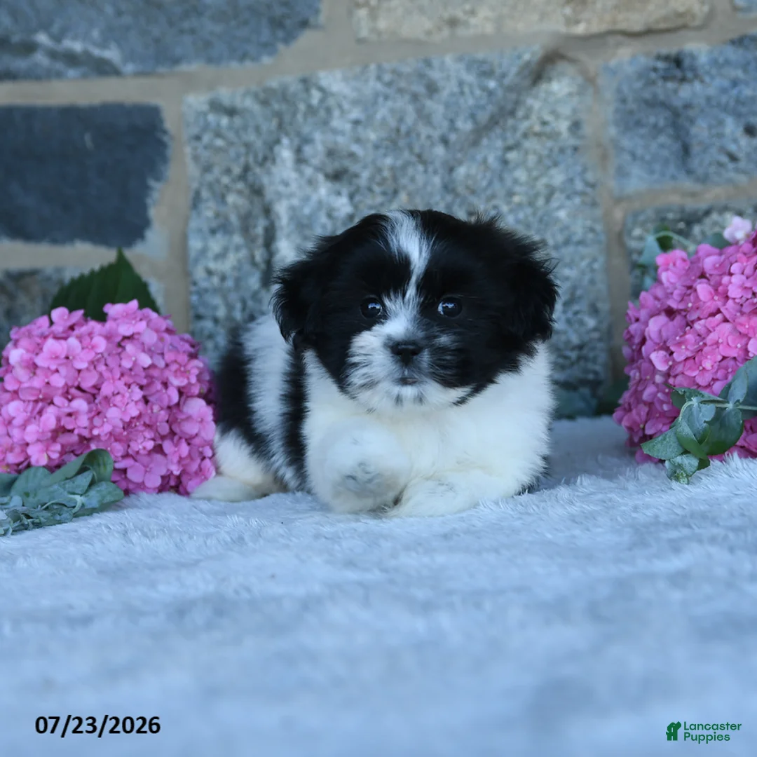 Malshi dogs for sale: Trooper - Ad 2