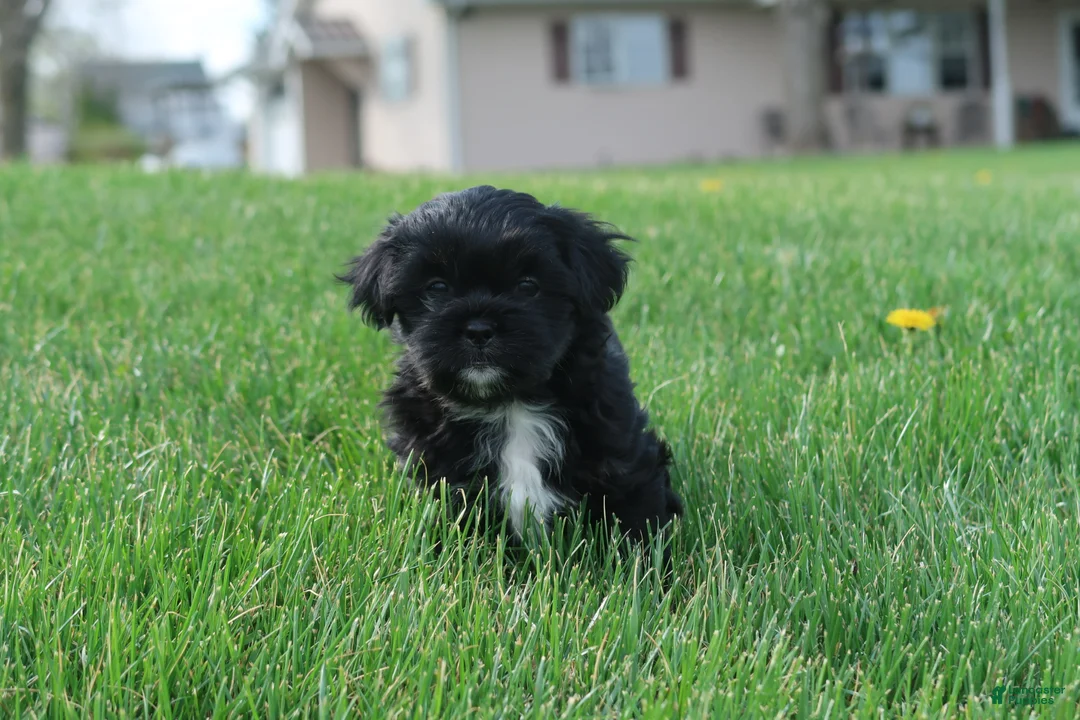 Shihpoo dogs for sale: Zeke - Ad 1