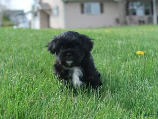 Shihpoo dogs for sale: Zeke - Ad 1
