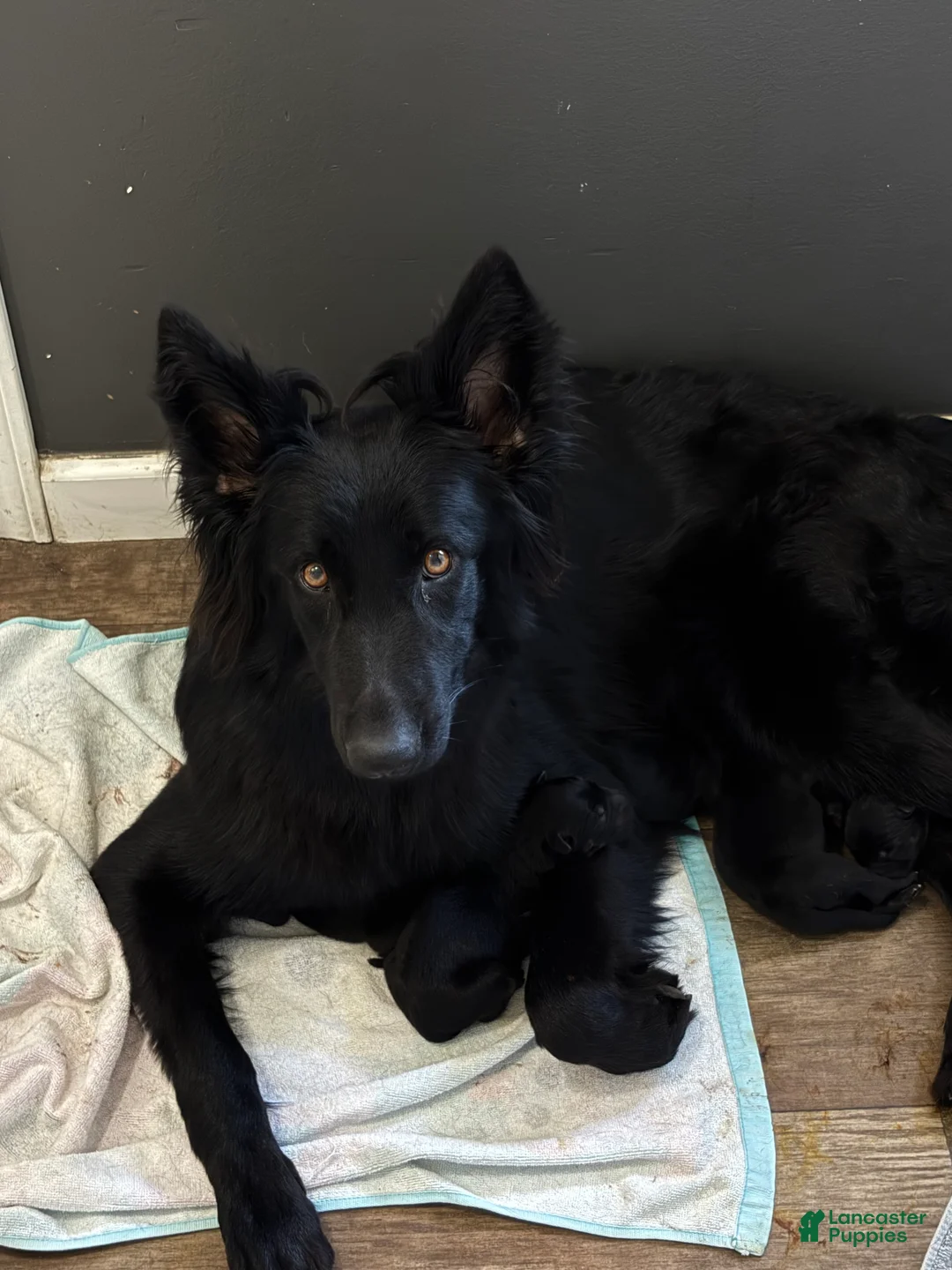 German Shepherd dogs for sale: German Shepherd - Purple - - Ad 2