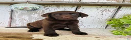 Labrador Retriever dogs for sale: Summer - Ad 6