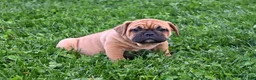 Mixed Breed dogs for sale: Charlie - Ad 3