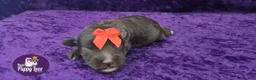 Miniature Schnauzer dogs for sale: Ghirardelli - Ad 3