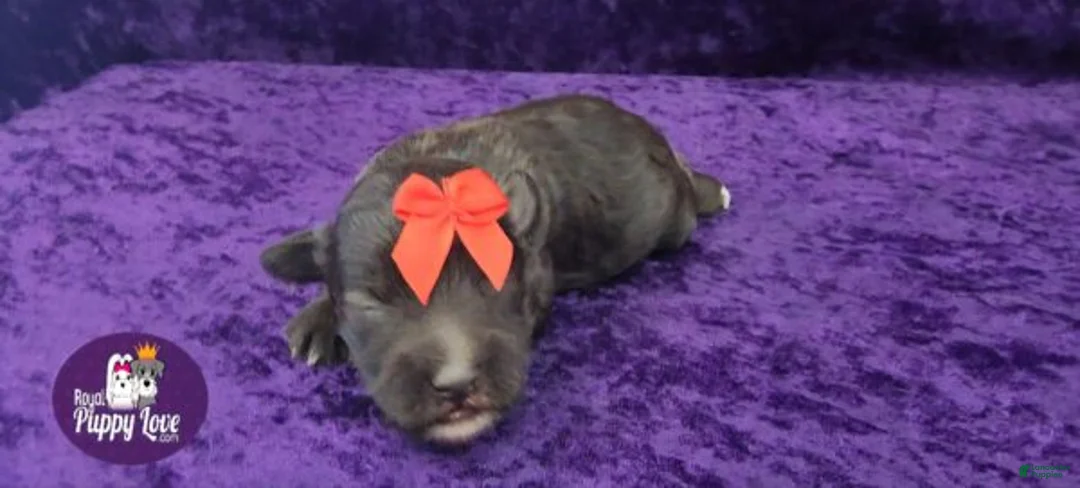 Miniature Schnauzer dogs for sale: Ghirardelli - Ad 3