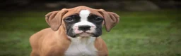 Boxer dogs for sale: Arie - Ad 4