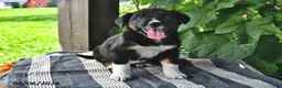 Mixed Breed dogs for sale: Finn - Ad 3