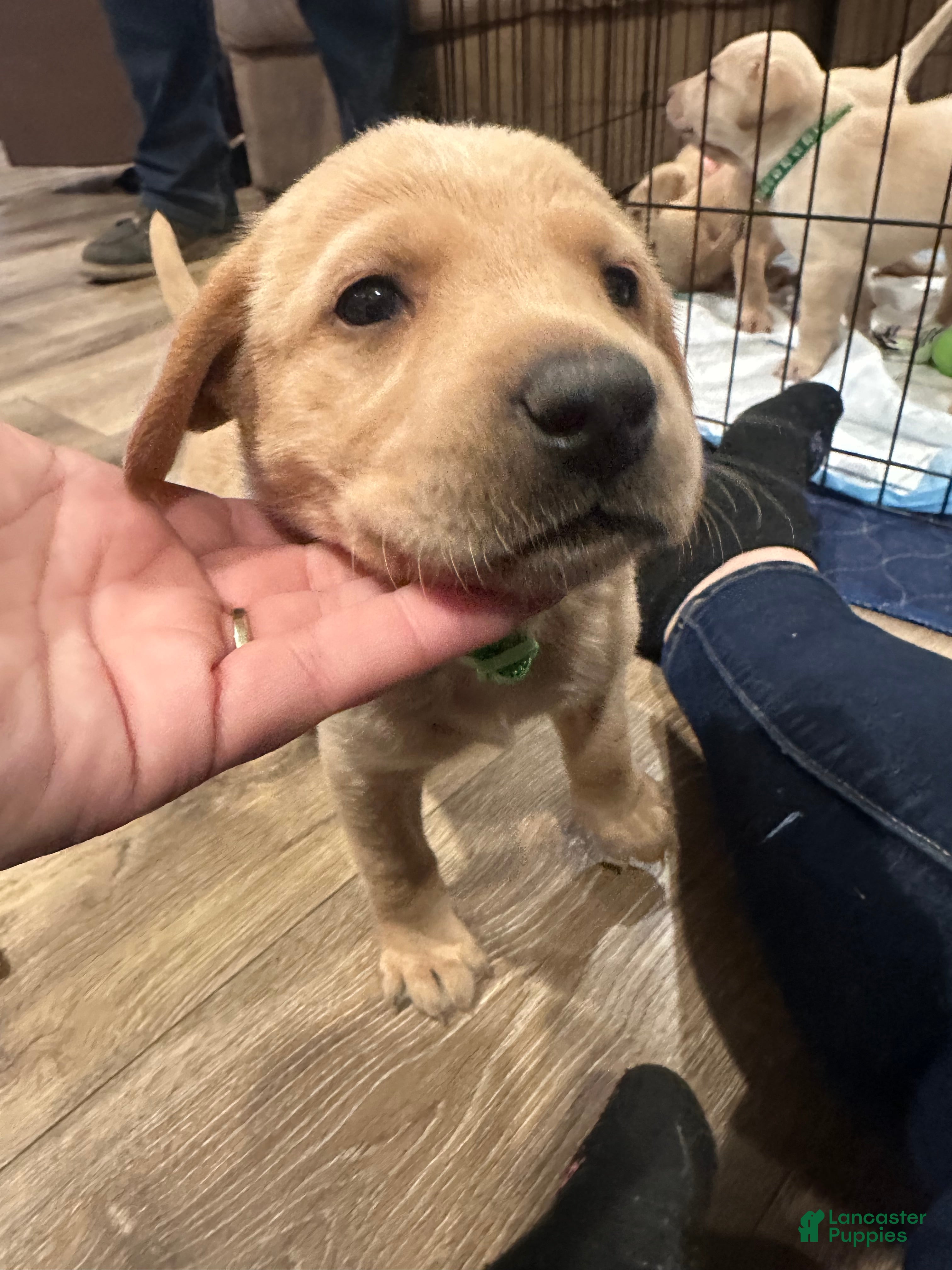 Labrador Retriever dogs Labrador Retriever Puppy 1 - Ad 2