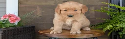 Golden Retriever dogs for sale: Benson - Ad 4