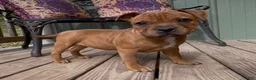 Staffordshire Bull Terrier dogs for sale: Tella - Ad 4