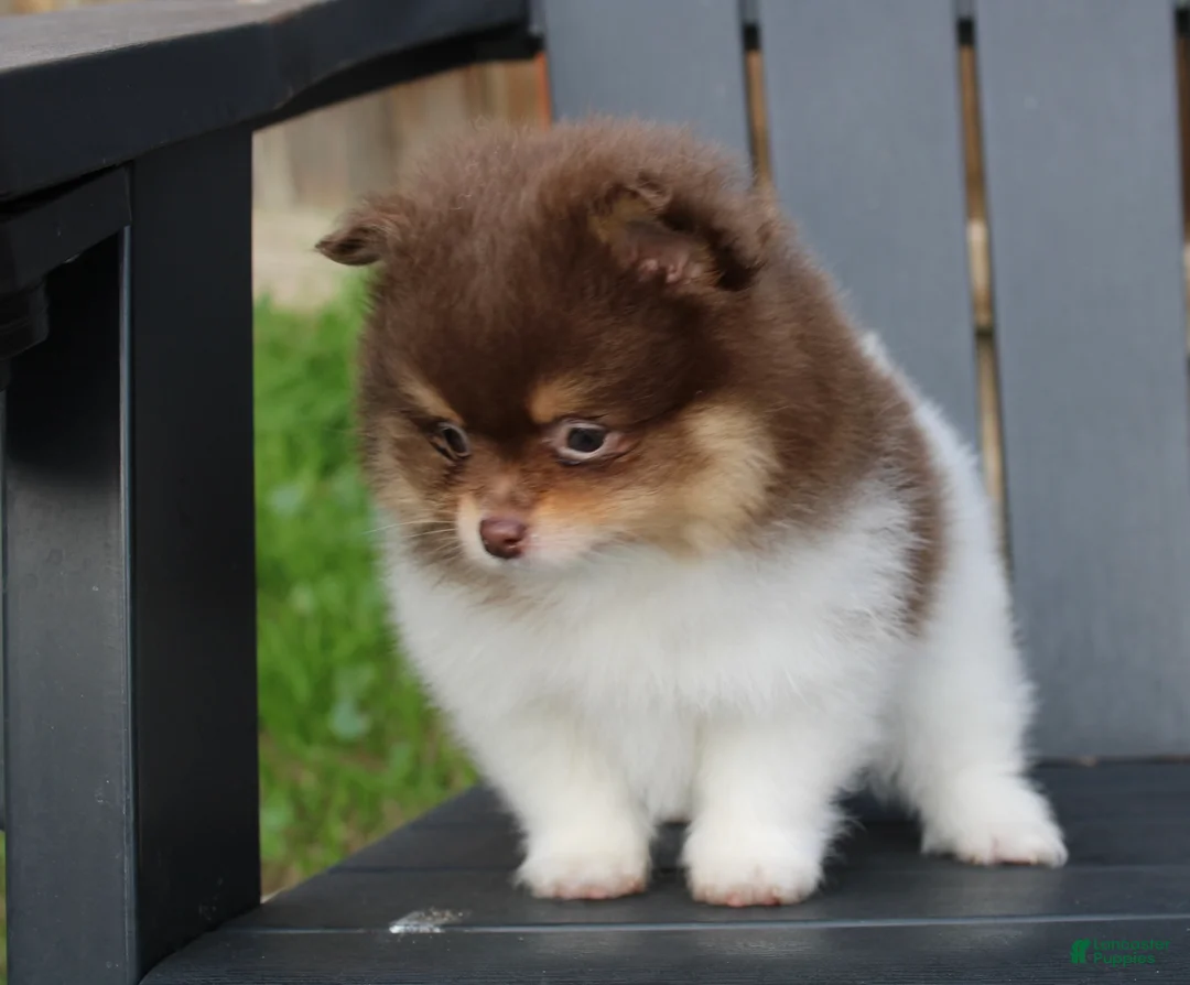 Pomeranian dogs for sale: Pomeranian Puppy 1 - Ad 2